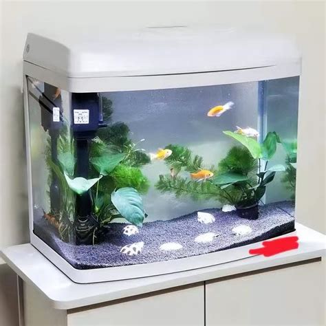 客廳養什麼魚|家裡適合養什麼魚？